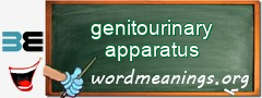WordMeaning blackboard for genitourinary apparatus
